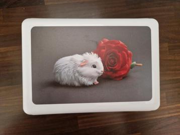 Cavia broodtrommel  beschikbaar voor biedingen