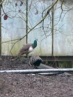 Blauwe Pauw haan, Dieren en Toebehoren, Pluimvee, Mannelijk, Overige soorten