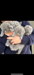 Prachtige Britse korthaar kittens ‍, Ontwormd, Poes
