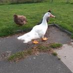 Een muskuseend man, Dieren en Toebehoren, Pluimvee, Mannelijk, Eend