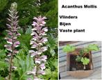 Acanthus Mollis Zachte stekelige Berenklauw vlinders bijen, Ophalen, Zomer, Overige soorten, Volle zon