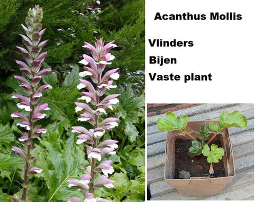 Acanthus Mollis Zachte stekelige Berenklauw vlinders bijen, Tuin en Terras, Planten | Tuinplanten, Overige soorten, Volle zon