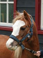 Kinderpony Welsh a pony 1.16, Merrie, B, A pony (tot 1.17m), 7 tot 10 jaar