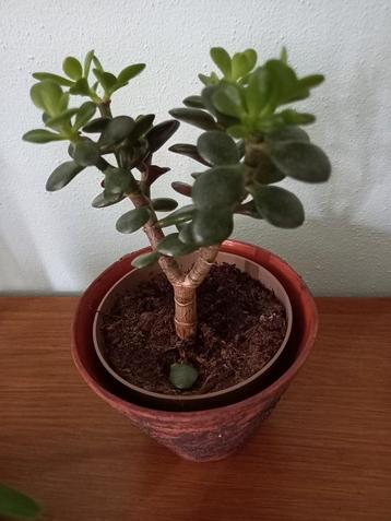 Crassula ovata beschikbaar voor biedingen