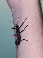 Peruphasma schultei redwing eitjes Psg 270, Dieren en Toebehoren, Wandelende tak