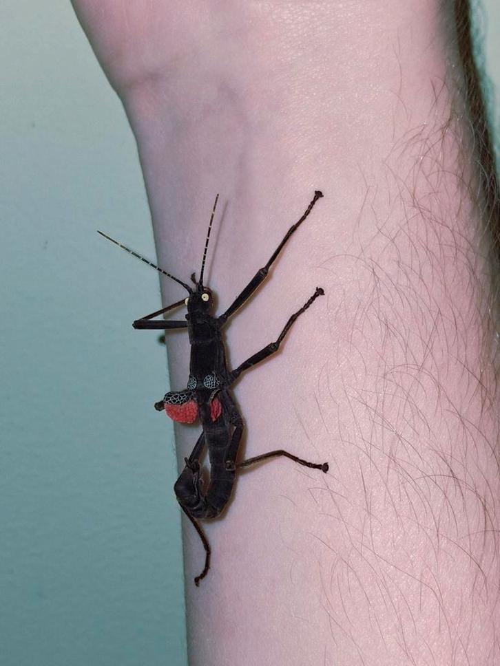 Peruphasma schultei redwing eitjes Psg 270, Dieren en Toebehoren, Insecten en Spinnen, Wandelende tak