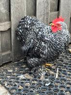 lieve haan, Dieren en Toebehoren, Mannelijk, Kip