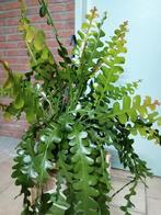 Epiphyllum Anguliger, Huis en Inrichting, Kamerplanten, Overige soorten, Minder dan 100 cm, Ophalen of Verzenden, Halfschaduw