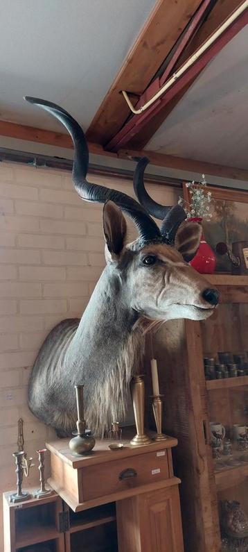 Opgezette dieren. Koedoe  beschikbaar voor biedingen