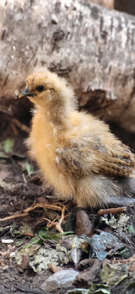 Zijdehoen kriel kuikens zijdehoender kuikentjes, Dieren en Toebehoren, Pluimvee, Kip, Geslacht onbekend