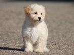 Mooie boomer pups., Nederland, Overige rassen, 8 tot 15 weken, CDV (hondenziekte)