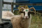 Heideschaap (ooi), Dieren en Toebehoren, Schapen, Geiten en Varkens, Vrouwelijk, Schaap
