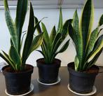 Sanseveria, luchtzuiveraar., Ophalen, Overige soorten, Minder dan 100 cm