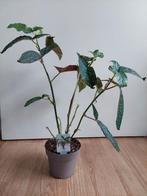 Begonia Maculata 'Tamaya' - Stippenbegonia H: 50 cm., Huis en Inrichting, Kamerplanten, Ophalen, Overige soorten, Halfschaduw