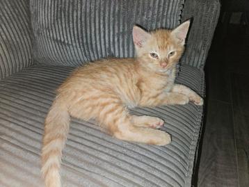 Lieve kitten  rood kater  beschikbaar voor biedingen