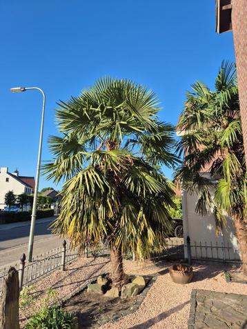 Palmboom 2 stuks beschikbaar voor biedingen