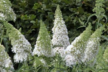 Vlinderstruik - buddleja  struiken/heesters  beschikbaar voor biedingen
