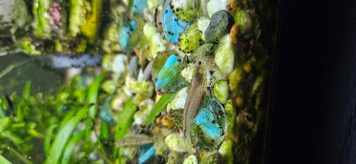 Blauwe en grijze/ doorzichtige garnaaltjes over te nemen!, Dieren en Toebehoren, Vissen | Aquariumvissen, Vis