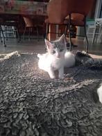 Lieve kittens, Meerdere dieren, 0 tot 2 jaar