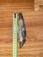 Geluks poot en hoorn, Ophalen of Verzenden, Zo goed als nieuw, Opgezet dier