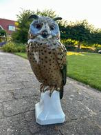 Prachtige porseleinen wilhemsfeld uil, Dieren en Toebehoren, Tropenvogel