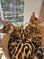 Bengaalse katten van vijf manden oud, Dieren en Toebehoren, Katten en Kittens | Overige Katten, Kater, Kortharig, 0 tot 2 jaar