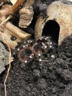 acanthoscurria Geniculata (Braziliaanse witknie vogelspin), Dieren en Toebehoren, Spin of Schorpioen