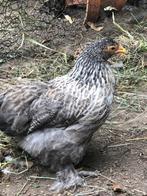 Cochin, Dieren en Toebehoren, Pluimvee, Meerdere dieren, Kip