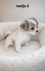 Super mooi gezonde boomer pups. Ook een choco kleur !!!, Overige rassen, 8 tot 15 weken, CDV (hondenziekte), Meerdere