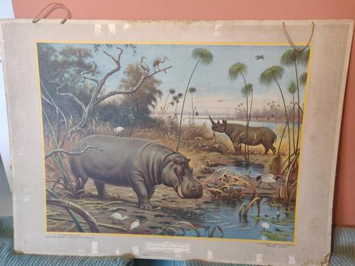 IN HET GEBIED VAN DEN BOVEN-NIJL schoolplaat Afrika Vintage, Antiek en Kunst, Antiek | Schoolplaten, Natuur en Biologie, Ophalen
