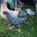 3 amrock haantjes, Dieren en Toebehoren, Mannelijk, Kip