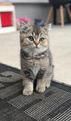 Britse Korthaar Kittens(1 Kater BESCHIKBAAR ZIE ADVERTENTIE), Dieren en Toebehoren, Katten en Kittens | Raskatten | Korthaar, Meerdere dieren