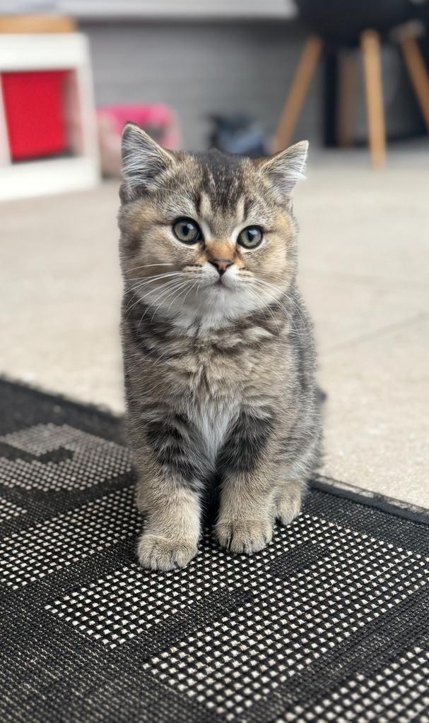 Britse Korthaar Kittens(1 Kater BESCHIKBAAR ZIE ADVERTENTIE), Dieren en Toebehoren, Katten en Kittens | Raskatten | Korthaar, Meerdere dieren