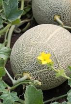 Zaden Cantaloupe meloen, Tuin en Terras, Bloembollen en Zaden, Ophalen of Verzenden, Zaad