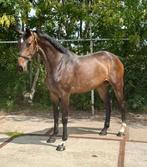Mooie 4 jarige merrie For forero x Uphill, Merrie, Gechipt, Dressuurpaard, 3 tot 6 jaar