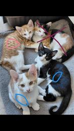Kittens te koop!, Meerdere dieren, Ontwormd