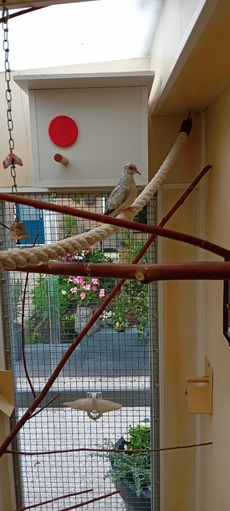 Mooie bonte diamantduifjes., Dieren en Toebehoren, Vogels | Duiven, Mannelijk