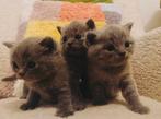 Brits korthaar kitten, Dieren en Toebehoren, Katten en Kittens | Raskatten | Korthaar, Kater, Ontwormd
