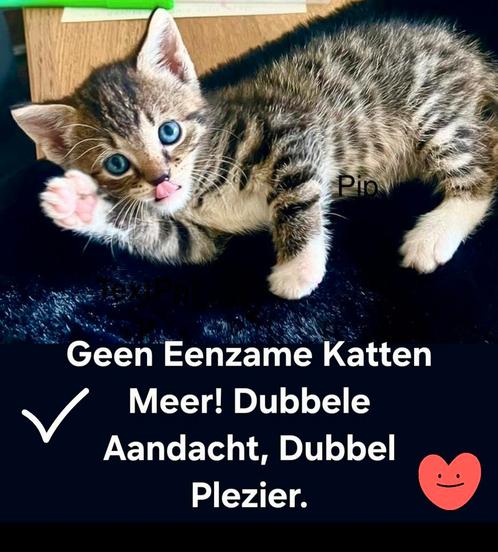 Flexibele kattenoppas Uithoorn, VAKANTIEDEAL 2x per dag, Diensten en Vakmensen, Dieren | Katten | Verzorging, Oppas en Les, Particuliere oppas