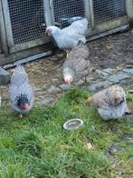 5 wyandotte kippen, Dieren en Toebehoren, Pluimvee, Vrouwelijk, Kip