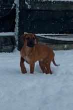 Rhodesian ridgeback puppy reutje, 8 tot 15 weken, Eén hond, Nederland, Particulier