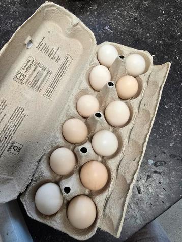 Chabo broedeieren beschikbaar voor biedingen