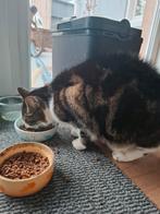 Katten ter overname, Dieren en Toebehoren
