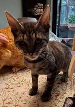 Kater, geboren op 14 juni 25, Dieren en Toebehoren, Katten en Kittens | Raskatten | Korthaar, Kater, Ontwormd, 0 tot 2 jaar