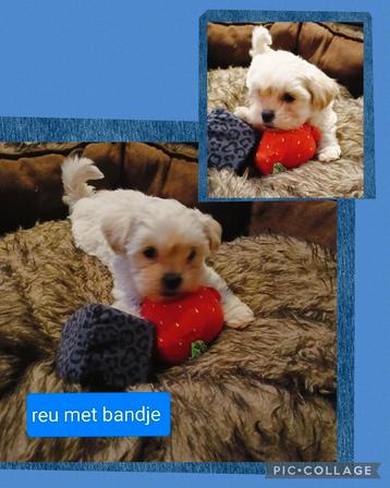 Boomer pups mogen nest verlaten  beschikbaar voor biedingen