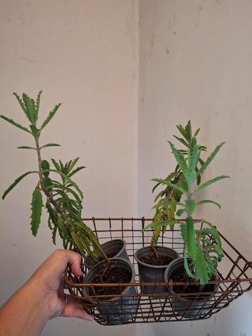 Kamerplant | Kalanchoë "Lucky Bells" beschikbaar voor biedingen