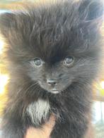 Pomeriaan pups, Overige rassen, 8 tot 15 weken, CDV (hondenziekte), Meerdere