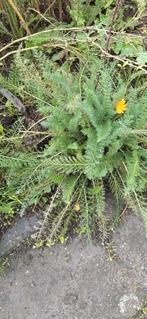 Tuinplanten uit volle grond - Diverse soorten, Tuin en Terras, Planten | Tuinplanten, Volle zon, Vaste plant, Zomer, Ophalen