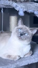 Ragdoll poes, Dieren en Toebehoren, Katten en Kittens | Dekkaters, 0 tot 2 jaar