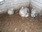 t.k.trio Orpington groot Splash, Dieren en Toebehoren, Pluimvee, Meerdere dieren, Kip